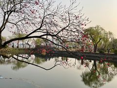 -无锡蠡湖国家湿地公园-蠡园