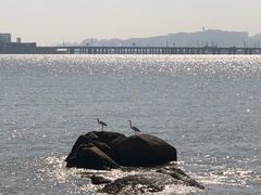 -港珠澳大桥(珠海段)