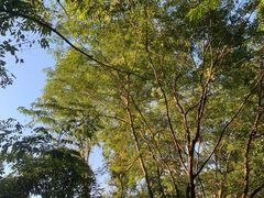 -火炉山森林公园