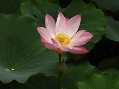 -荷塘月色湿地公园·向阳花洲