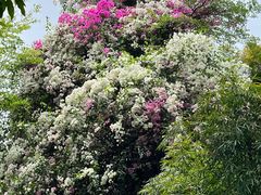 -深圳国际园林花卉博览园