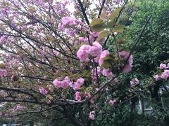 -武汉大学-樱园
