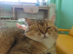 -猫在这儿猫咪咖啡馆·撸猫馆