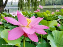 -莲花池公园