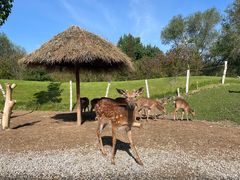 -北京野生动物园