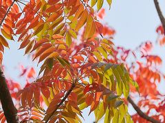 -东方体育中心(地铁站)