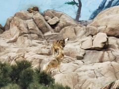 -西霞口神雕山野生动物世界