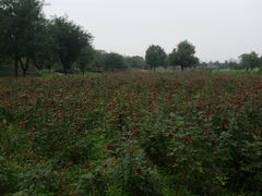 -汉长安城未央宫国家考古遗址公园