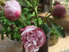 -大福来锅巴菜(古文化街店)