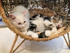 -飞行喵MR PILOT|猫舍·猫咖(静安大融城店)