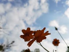 -九科绿洲