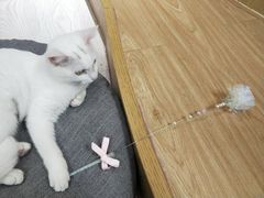-猫和宫(六道口店)