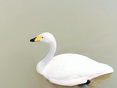 -盐城丹顶鹤湿地生态旅游区