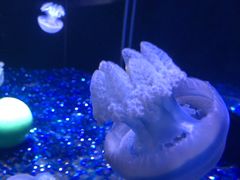 -欢乐海岸海洋奇梦馆
