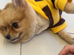 -怪兽屋·羊驼·猫咖·狗咖(俊华广场店)