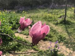 -苏州上方山国家森林公园