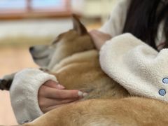 -是阿柴呀！柴犬咖啡·爱喵喵猫咖