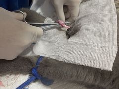 -灵美宠物诊所