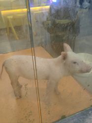 -神奇动物撸宠馆·羊驼·小浣熊·异宠(豫园店)