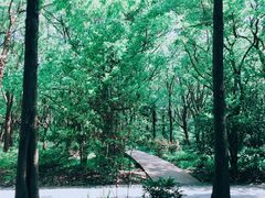 -上海滨江森林公园