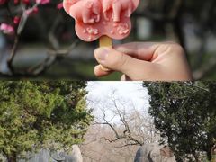 -梅花山(明孝陵内)