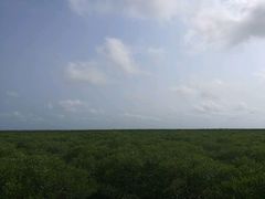 -北海金海湾红树林生态旅游区