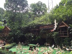-新加坡飞禽公园