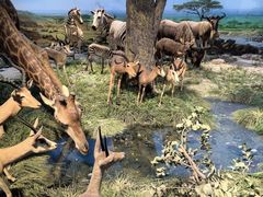 -国家自然博物馆