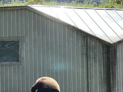 -卧龙中华大熊猫苑神树坪基地
