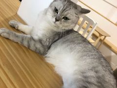 -李小姐の猫咖啡馆(五角场店)