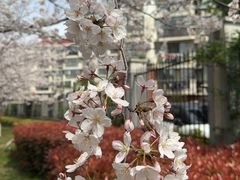 -高东镇樱花园