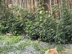 -小时光咖啡馆(开森度假森林店)