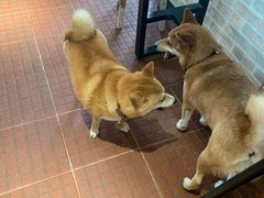 -柴犬高等学院·狗咖·柴犬售卖·宠物训练