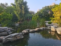 -莲花池公园