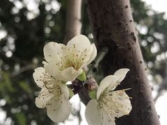 -荔枝公园(福田区)
