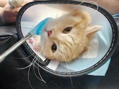 -博特宠物医院24h犬猫全科.骨科·异宠