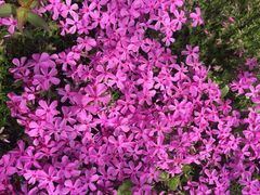 -南通洲际绿博园