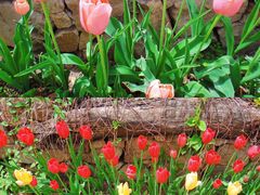 -国家植物园南园