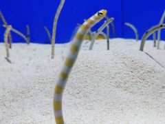 -上海海洋水族馆