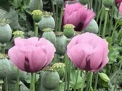 -国家植物园南园