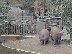 -深圳野生动物园
