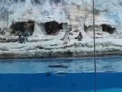 -帝企鹅自助餐厅•儿童岛•真企鹅(长隆企鹅酒店)