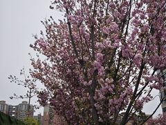 -绵阳人民公园(涪城区)