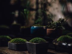 -植觉