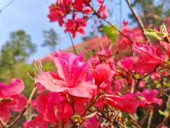 -木兰云雾山