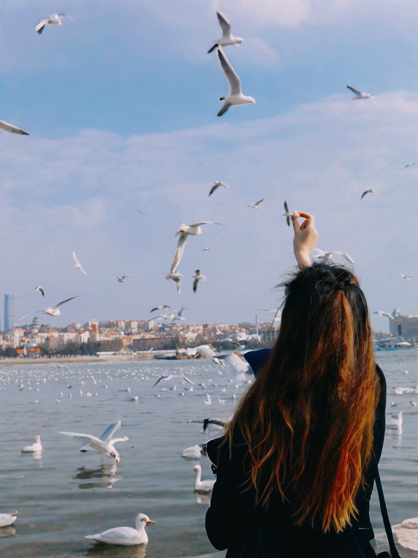 我在青岛栈桥喂海鸥