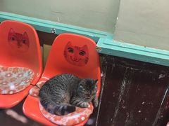 -猫咪博物馆(顶澳仔猫街店)