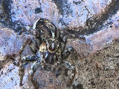 -九华山风景区月身宝殿