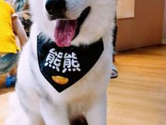 -Husky Go! 哈士奇体验馆·宠物咖啡厅狗咖