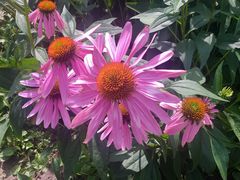 -长春公园(普阳街道)